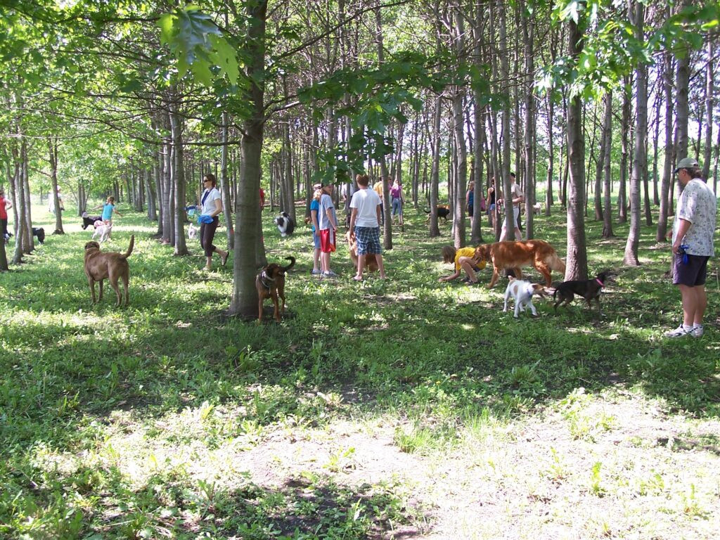 Wooded area at the bark park