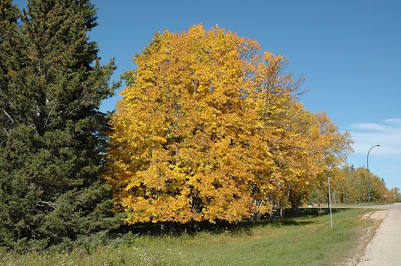 American Linden Tree