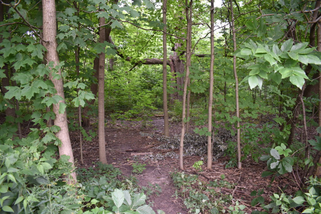 Shanahan Grove Park natural area.