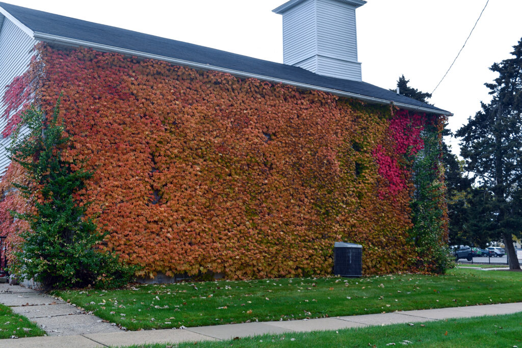Kemp Hall, a historic church building covered in ivy in fall hues of red and orange.